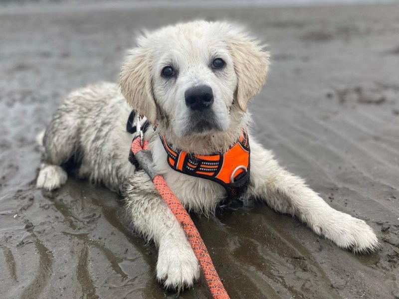 The pawsitive impact of&nbsp;COVID