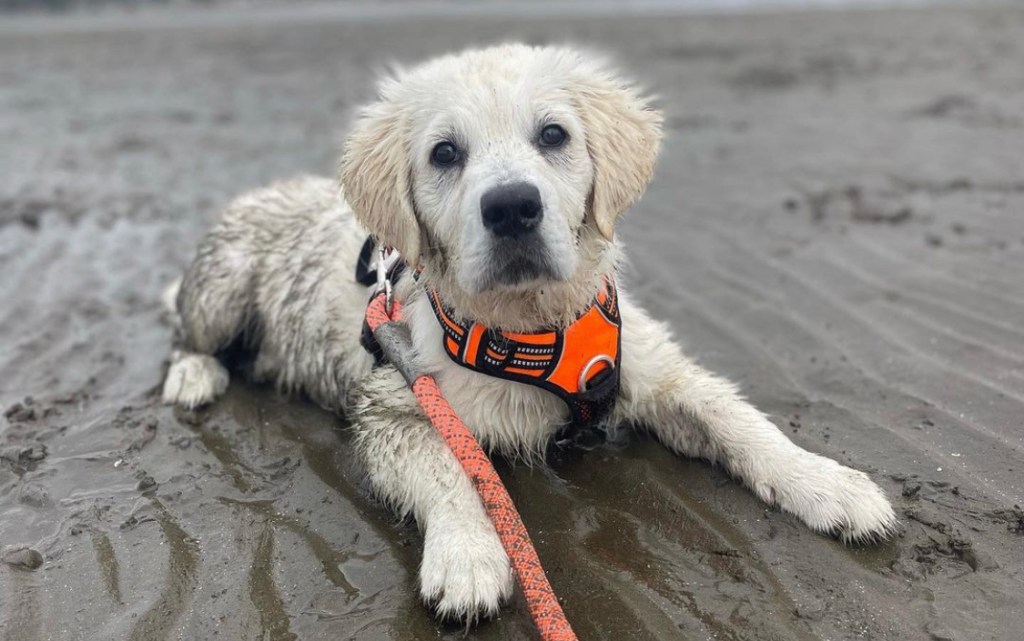 The pawsitive impact of&nbsp;COVID